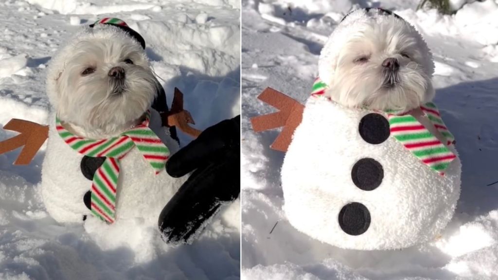 Owner Turns Shih Tzu Into 'Snow Puppy' in Adorable Video