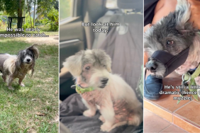 'Angriest Dog' Shows Big Change in Behavior in Transformation Video