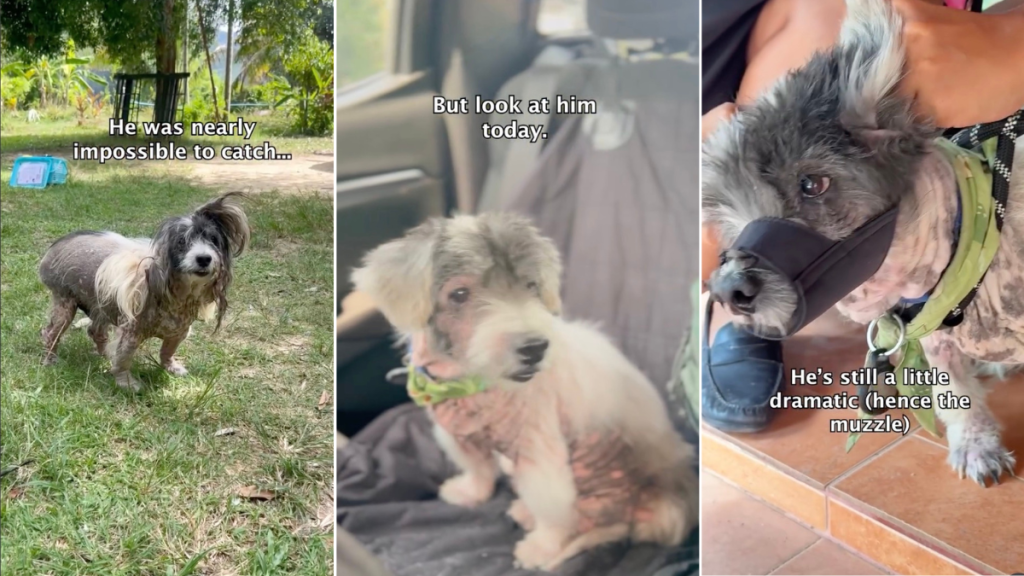 'Angriest Dog' Shows Big Change in Behavior in Transformation Video