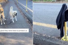Golden Retrievers 'Protect' Owner From a Jacket in Cute Video