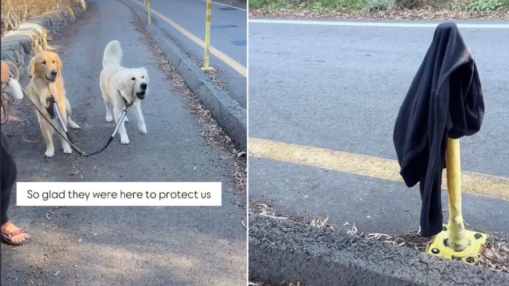 Golden Retrievers 'Protect' Owner From a Jacket in Cute Video