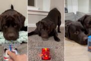 Video: Dog Reacts to His Toy Car Being Replaced