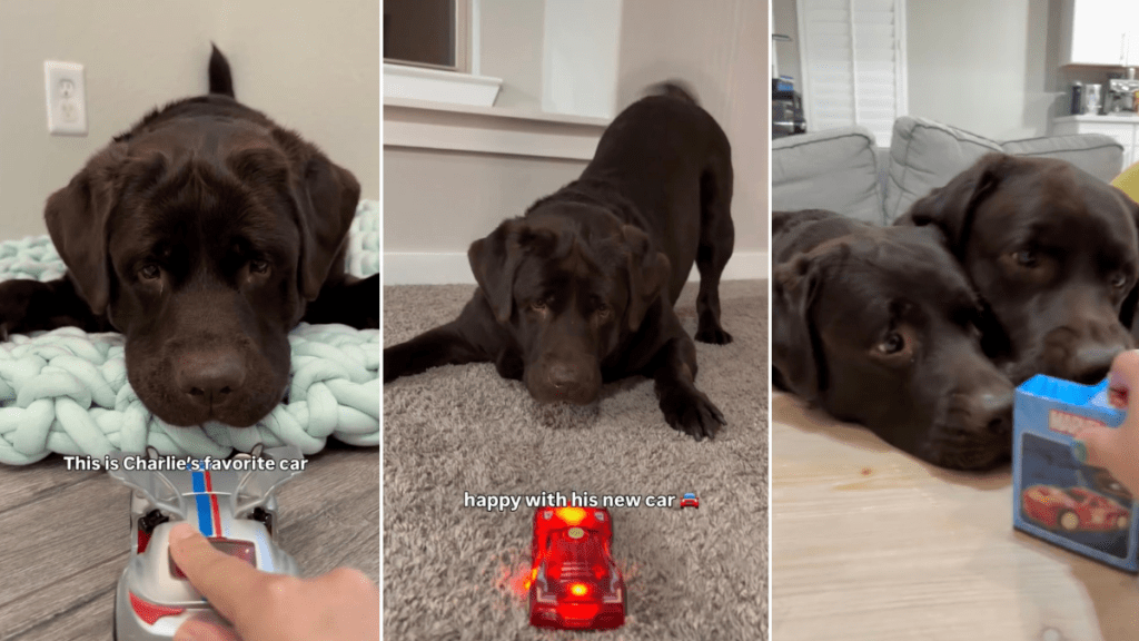 Video: Dog Reacts to His Toy Car Being Replaced