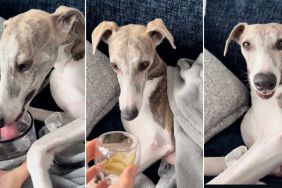 Dog Gets Served Water & a Snack on the Couch in Cozy Video