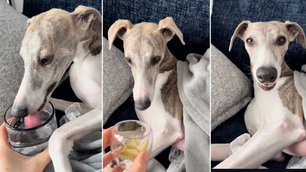 Dog Gets Served Water & a Snack on the Couch in Cozy Video