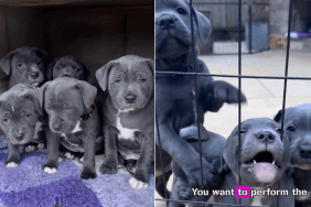 Staffy Puppies Cause 'Big Drama' Because It's Raining