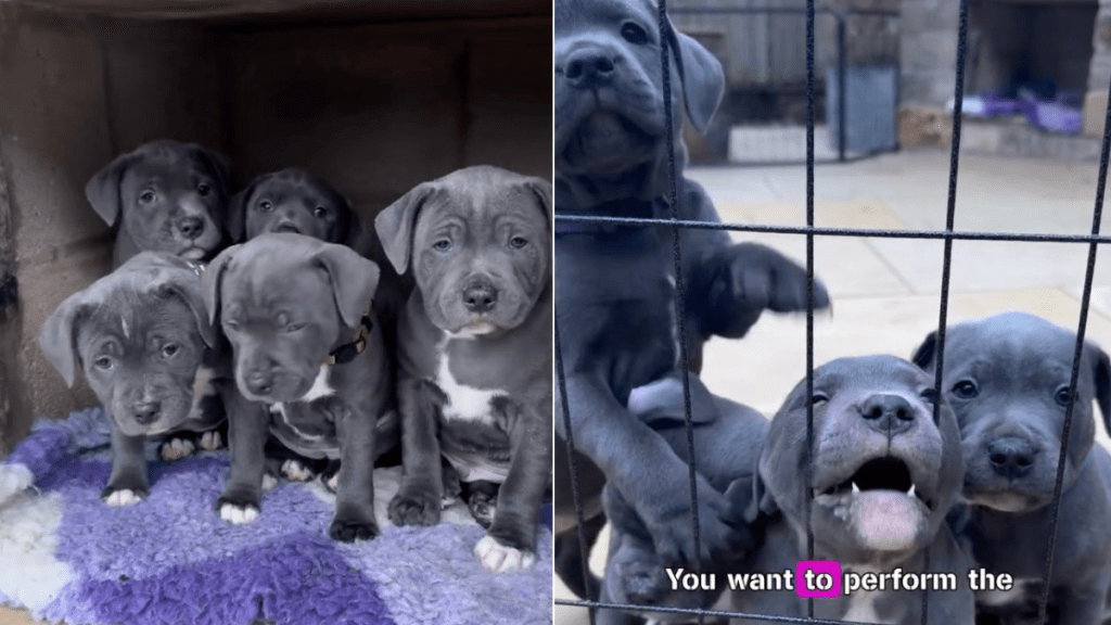 Staffy Puppies Cause 'Big Drama' Because It's Raining