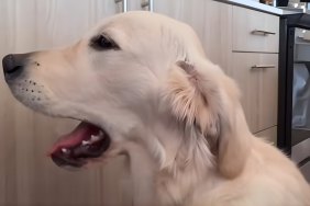 Golden Retriever Does Awoo on Request in Adorable Video