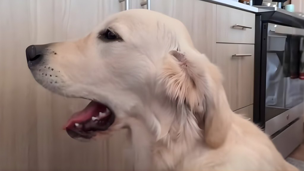 Golden Retriever Does Awoo on Request in Adorable Video