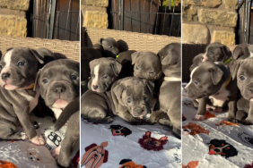 Video: Staffy Puppies React When First Taken Outside