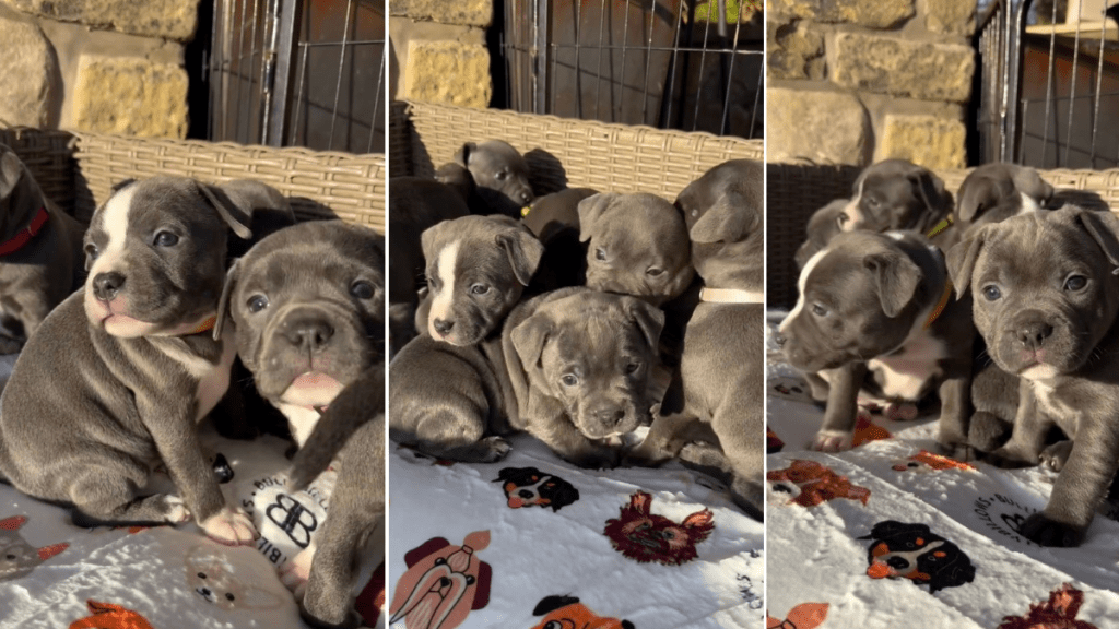 Video: Staffy Puppies React When First Taken Outside