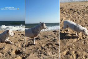 Tripod Bulldog Attempts to Run After Seeing Another Dog in a Heartwarming Video