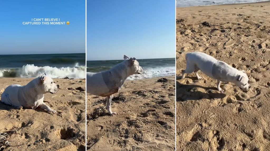 Tripod Bulldog Attempts to Run After Seeing Another Dog in a Heartwarming Video