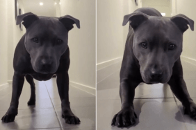 Video Shows What Dog Does Right Before the Zoomies Start