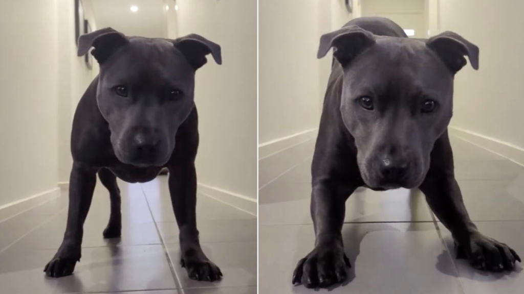 Video Shows What Dog Does Right Before the Zoomies Start
