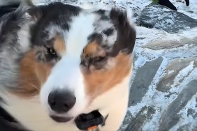 Video: Dog Goes Viral for Reaction to 'Windy & Wintery' Walk