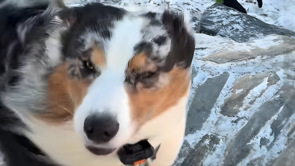 Video: Dog Goes Viral for Reaction to 'Windy & Wintery' Walk