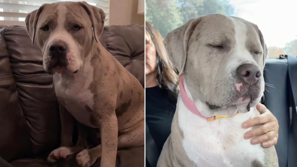 Dog Is Excited for Grandma To Tag Along on Vet Visit
