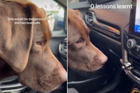Labrador Fights Car Air Freshener in Hilarious Video