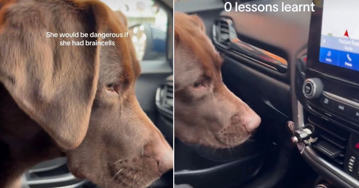 Labrador Fights Car Air Freshener in Hilarious Video