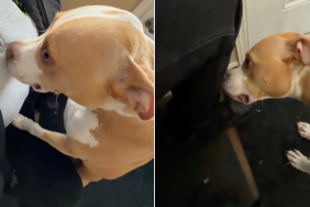 Owner Had to Go Through 'Customs' After Meeting a Dog