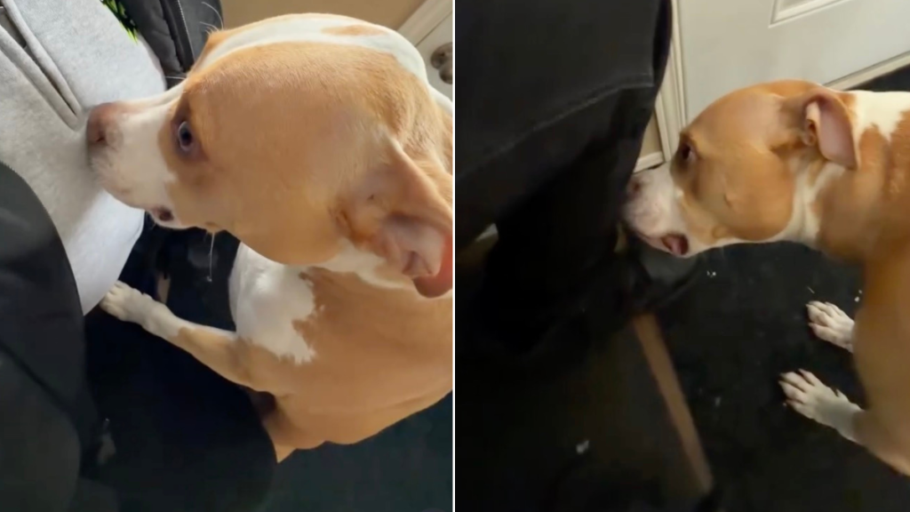 Owner Had to Go Through 'Customs' After Meeting a Dog