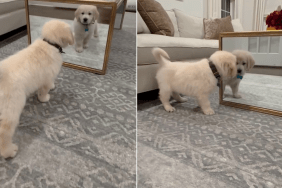 Golden Retriever Puppy Sees His Reflection For the First Time & Does This