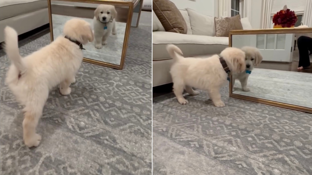 Golden Retriever Puppy Sees His Reflection For the First Time & Does This