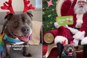 Video Shows Dog Being the 'Goodest Boy' Visiting Santa