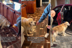 Video: Owner Lures Dog Into Car With Cheese for a Reason