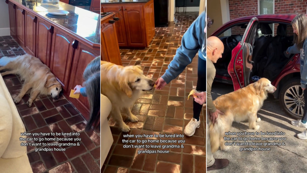 Video: Owner Lures Dog Into Car With Cheese for a Reason