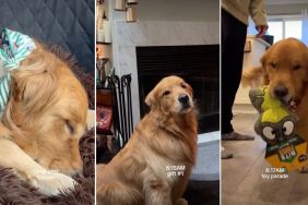 Video: Golden Retriever Does 'Toy Parade' With Christmas Gifts