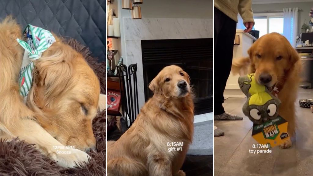 Video: Golden Retriever Does 'Toy Parade' With Christmas Gifts