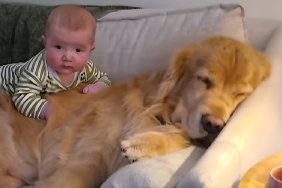Golden Retriever & Little Baby Cuddle Together in Cutest Video Online