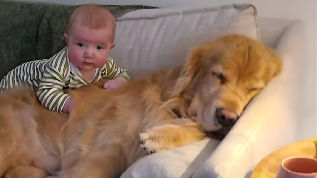 Golden Retriever & Little Baby Cuddle Together in Cutest Video Online
