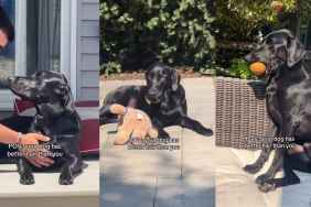 Video: Labrador's Black Shiny Hair Is Better Than Humans