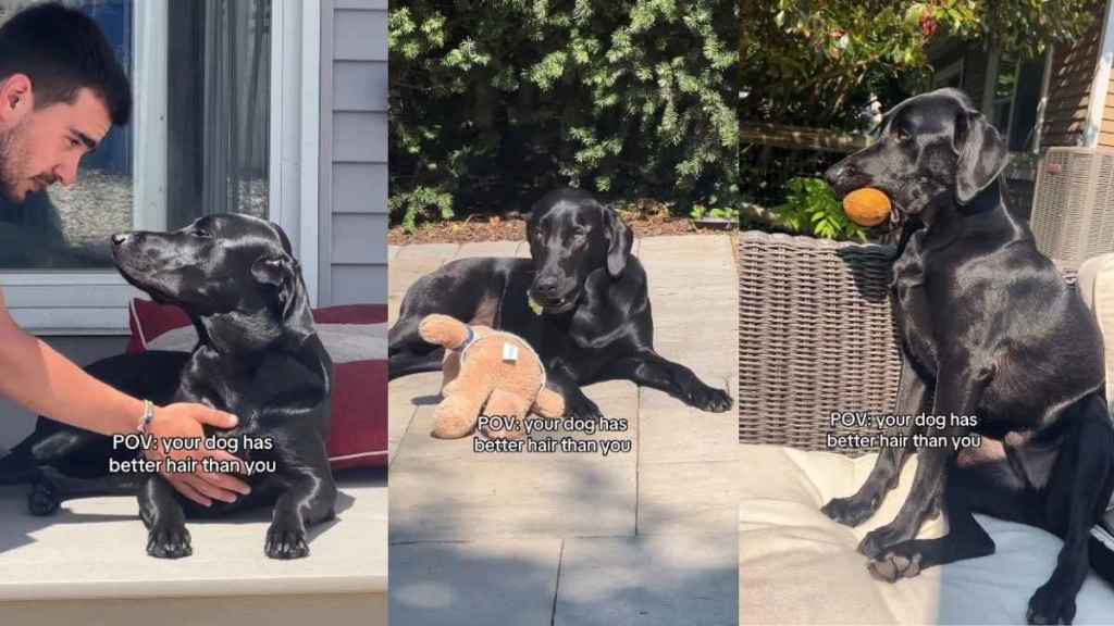Video: Labrador's Black Shiny Hair Is Better Than Humans