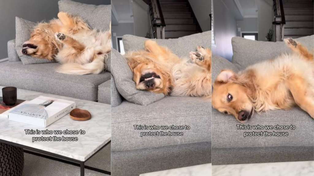 Golden Retriever’s Guard Dog Duties Take Funny Turn in Video