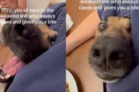 Rescue Dog Sits Next to 'Weakest Link' at Dinner in Hilarious Video