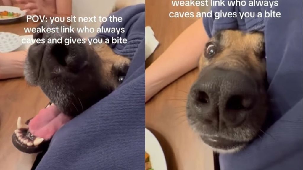 Rescue Dog Sits Next to 'Weakest Link' at Dinner in Hilarious Video