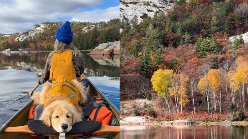 Video: Golden Retriever Camping With Owners Looks Like a Fairytale