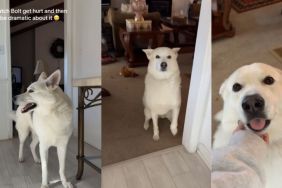 Shepsky Is Confused About Where He Hurt Himself in the Video