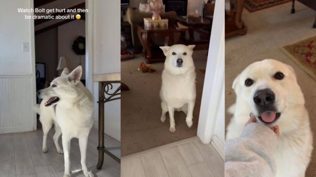 Shepsky Is Confused About Where He Hurt Himself in the Video