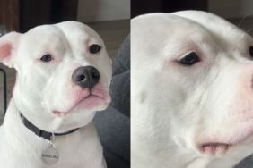 Video Shows What Happens When a Dog Turns into an Alarm Clock