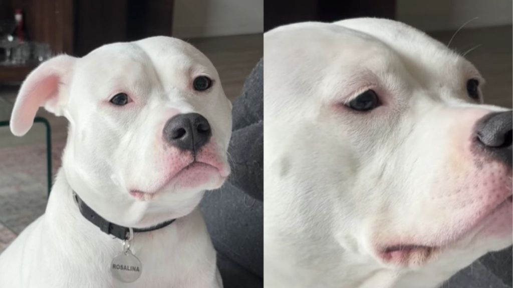 Video Shows What Happens When a Dog Turns into an Alarm Clock