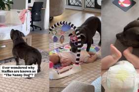 Video Shows Why Staffies Are Called 'The Nanny Dog'