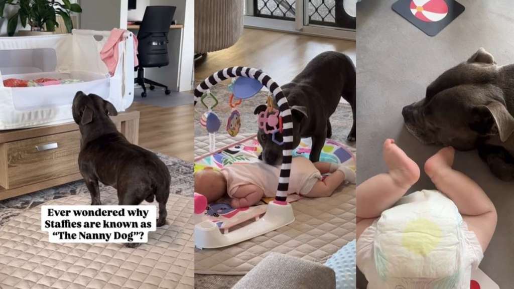 Video Shows Why Staffies Are Called 'The Nanny Dog'