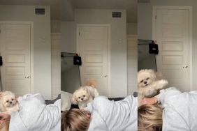 Shih Tzu Turns Into ‘Sour Patch Kid’ as Mom Kisses Her in Funny Video