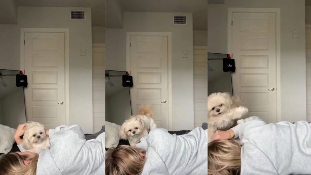 Shih Tzu Turns Into ‘Sour Patch Kid’ as Mom Kisses Her in Funny Video
