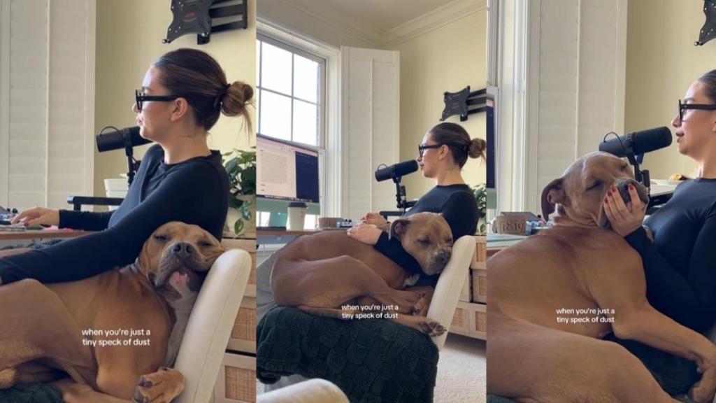 Dog Sits on Owner's Lap Like a 'Tiny Speck of Dust' in Viral Video